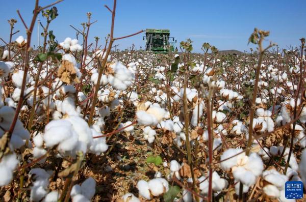 我国最大产棉区新疆进入棉花采收期