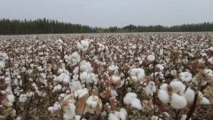 这是博州棉花质量提升的